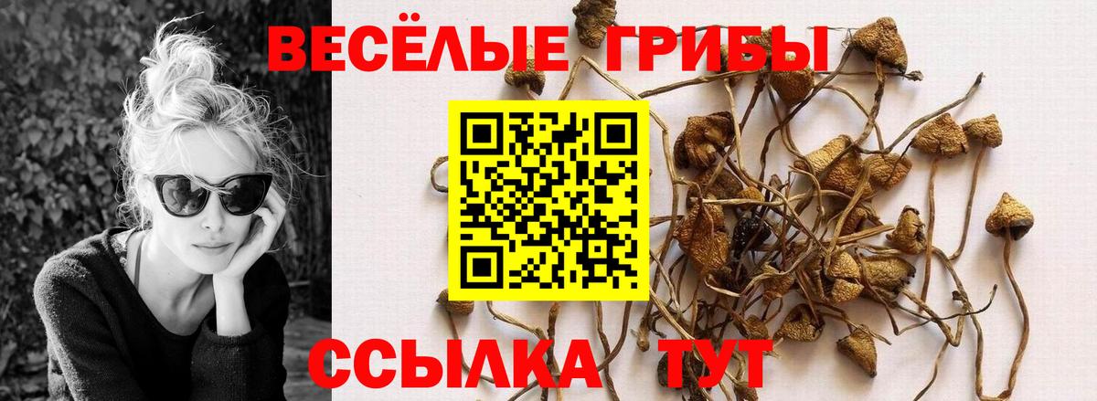 Псилоцибиновые грибы мицелий Дагестанские Огни